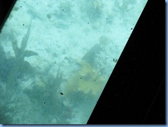 7079 Biscayne National Park FL Glass Bottom Boat - Coral Reef