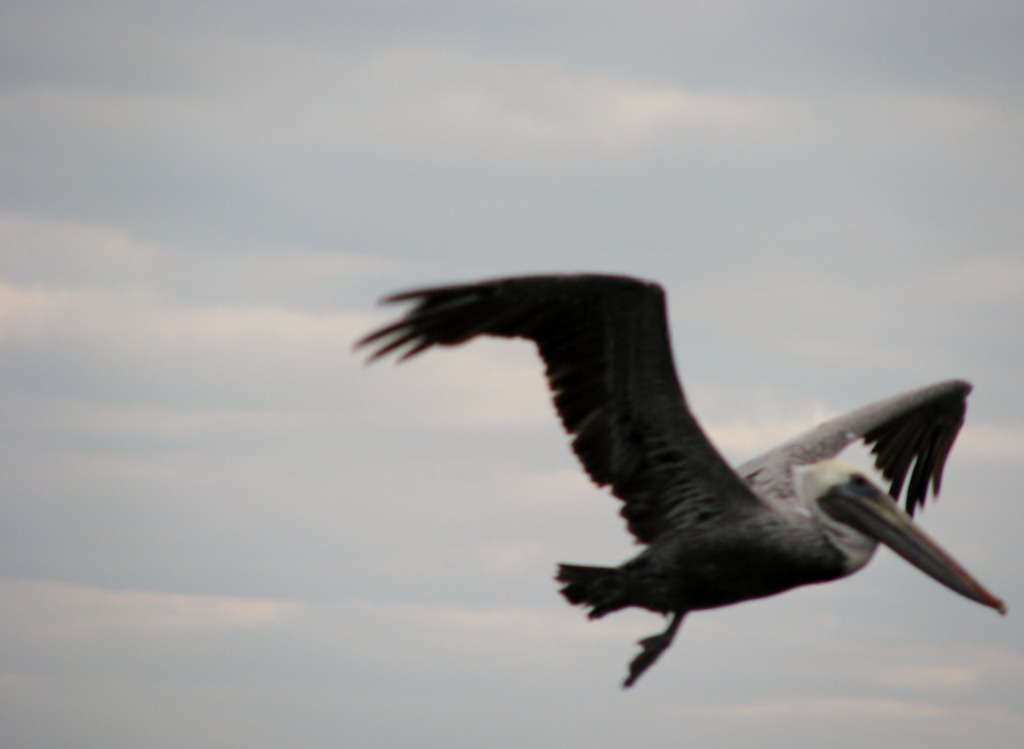 [7088 Biscayne National Park FL Glass Bottom Boat - Brown Pelican[3].jpg]