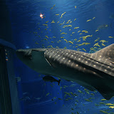 IMG_6718.JPG