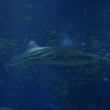 IMG_6722.JPG