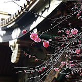 IMG_9742.JPG