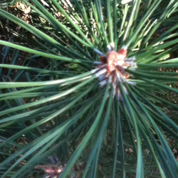 Spotting Image 1