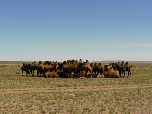 Camels,on the way to Tsagaan-Ovoo