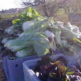 11112009070.jpg