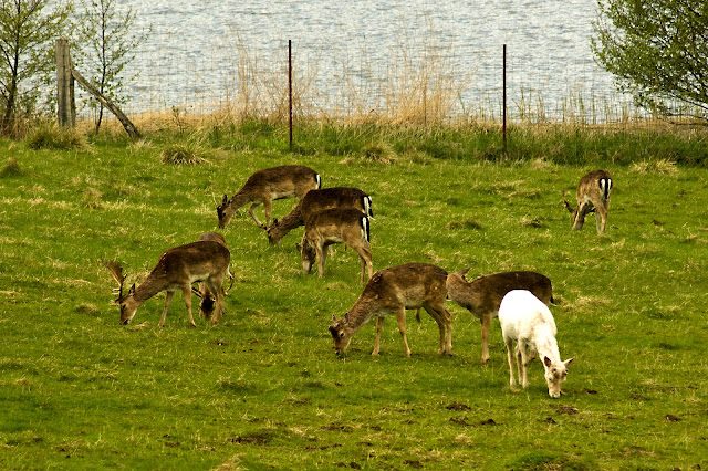 Hjorte i Dyrehaven ved Haderslev Dam