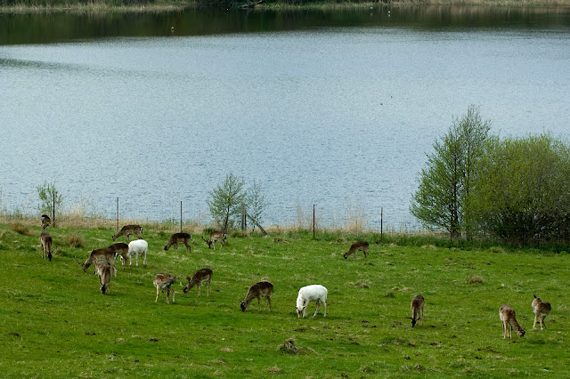 Hjorte i Dyrehaven ved Haderslev Dam