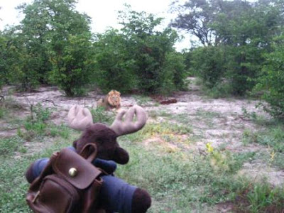 Globejotter Tours mascot Sven Wondermoose says hello to a lion