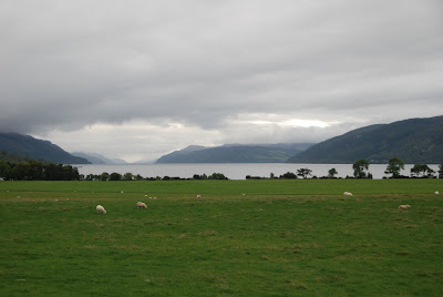 Scottish Sheep, Loch Ness