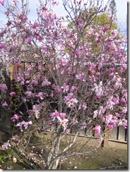 Our Magnolia