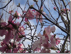 Magnolia's in our backyard