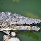 DSC_0731.JPG
