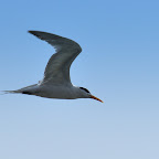 DSC_0763.JPG