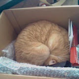Kismet, asleep in Barrett's office stuff.