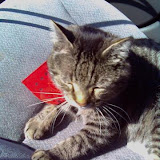 Sunbeams in the car