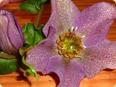 hellebore1