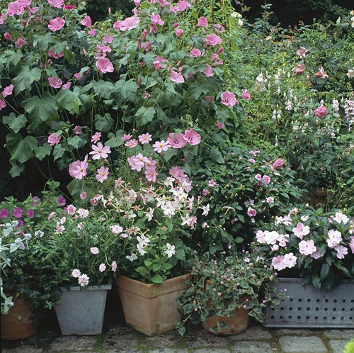 Nemme sommerblomster claus dalby mit haveliv