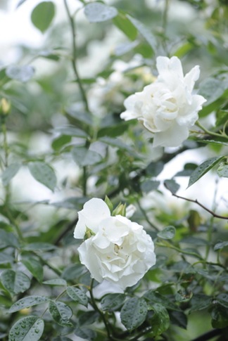 Claus_20100612_115132