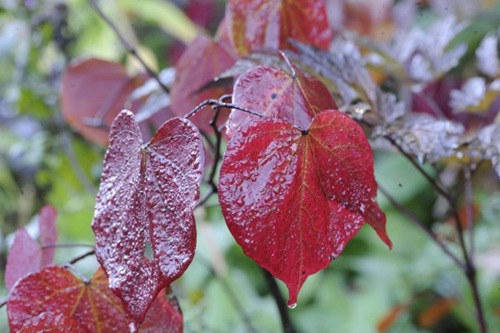 claus20101013_075738
