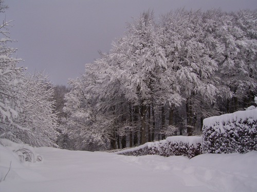 RIMG2007