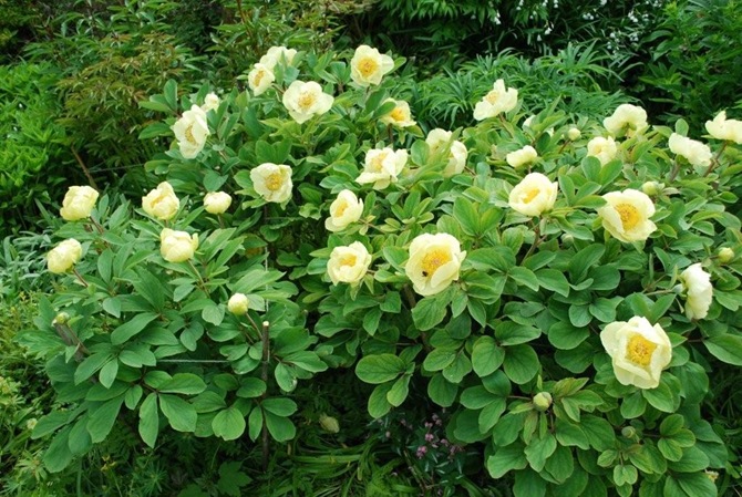 6. Paeonia mlokosewitschii