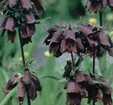 Penstemon_whippleanus1