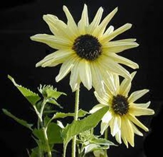 images[1]