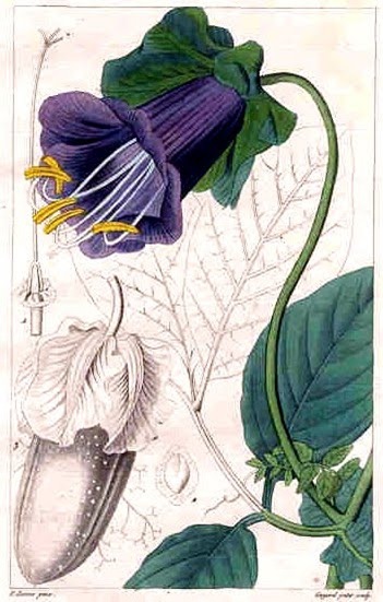cobaea scandens Pancrace_Bessa01