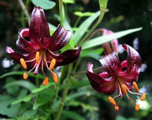 [Lilium martagon[3].jpg]