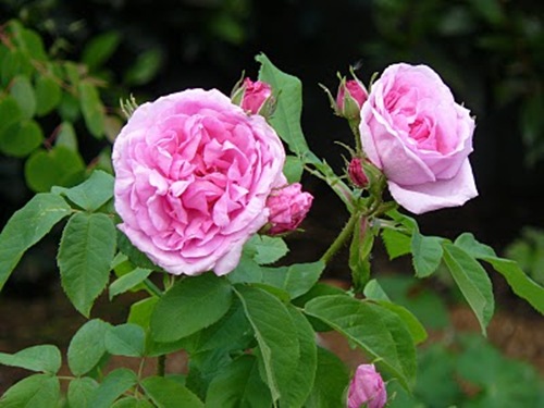 comte de Chambord 2[1]