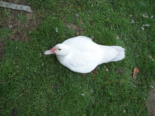 http://lh3.ggpht.com/_z6nqLh6xKnc/TDtBhsoV75I/AAAAAAAABCY/cz3RNEdVOzM/s640/106_0205.JPG