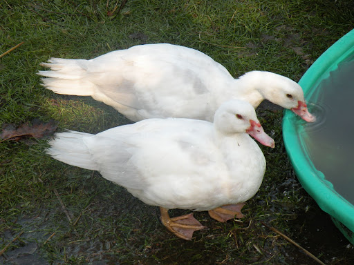 White Muscovy Ducks