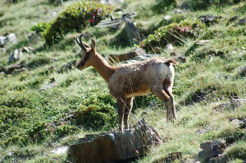 Isart a Vall de Núria