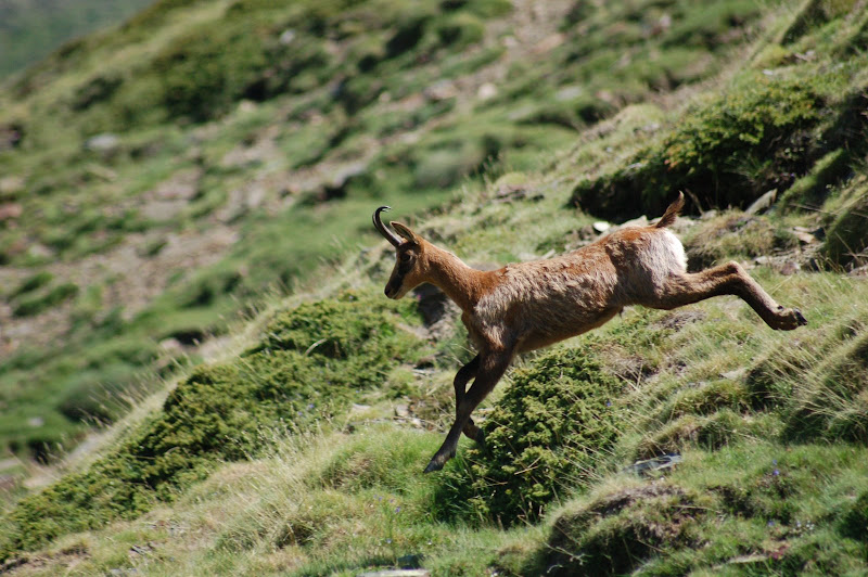 Isart a Vall de Nuria