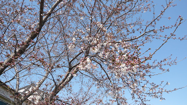今日の桜