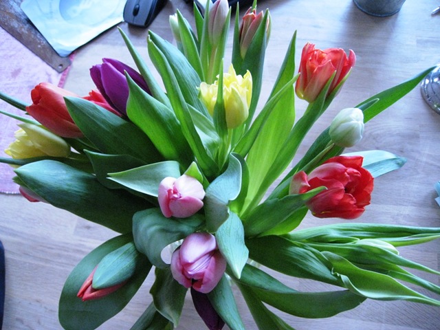 [Smukke tulipaner, 12. feb. 09[9].jpg]