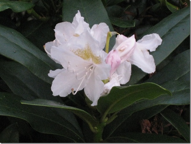 Rhododendron, 9. sep. 2010 002
