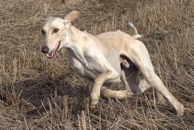 Arab Bahari's Baytor Abdullah "Chvas"
