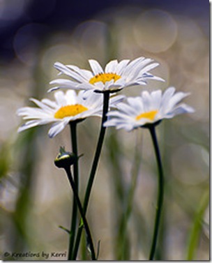 5377369311_767a03e89e_m