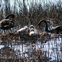 Black Swan