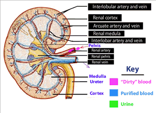 [How Kidney works 5 tgl290909[4].gif]