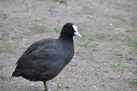 20100520_736_N_London .JPG Photo