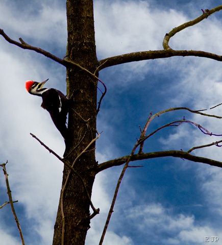 [8_Pleated wood pecker8[31].jpg]