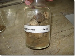 termmalia chebula fruit specimen pharmacology lab