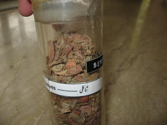 [senna leaves -pharmacology lab specimen[2].jpg]