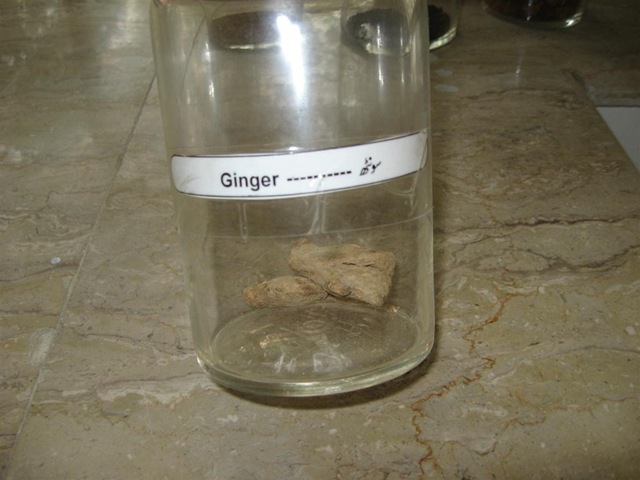 [ginger - soonth specimen-pharmacology[2].jpg]