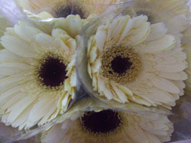 8 daisies@ $1.50 each