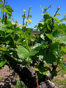 Anderson Valley/Mendocino (Navarro Vineyards) , CA