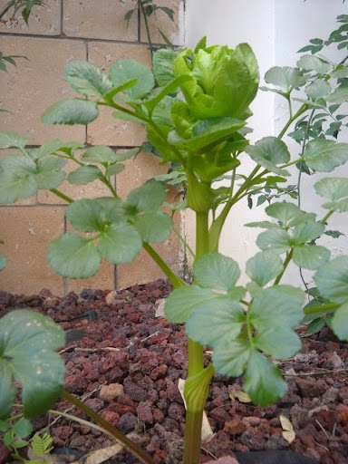 מורית קלוטה מורית קלוטה