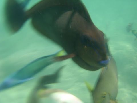 lombok3%20fische5.jpg