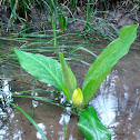 Skunk Cabbage